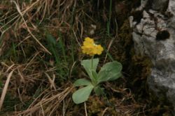 2011-04-24_Regina-F-Rau_Brunnstein-Spitze (030).JPG